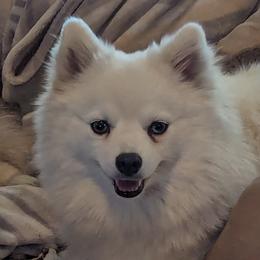 Cha Cha - Pomsky