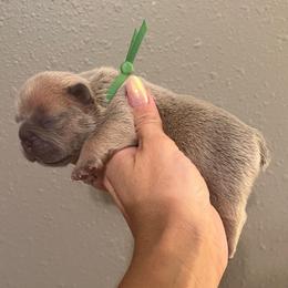 Lilac fawn male from OFA'd parents - Fawn and white male French Bulldog puppy in Billings, Montana from Montana Made Frenchies
