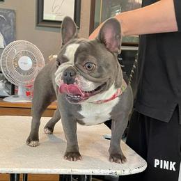 Reign - French Bulldog