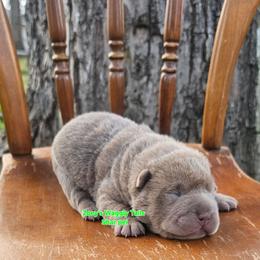 Howard - Lilac dilute male Chinese Shar-Pei puppy in Minden, Louisiana from Zoey's Waggly Tails