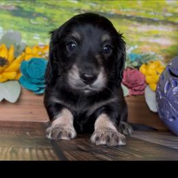 Frankenstein - Black and cream male Dachshund puppy in Floresville, Texas from Muddy River Dachshunds