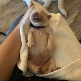 Golden Retriever Puppies from Suncoast Goldens