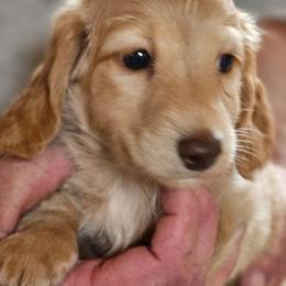 Male 1 - Dapple male Dachshund puppy in Trade, Tennessee from TN Miniature Dachshunds & Basset Hounds