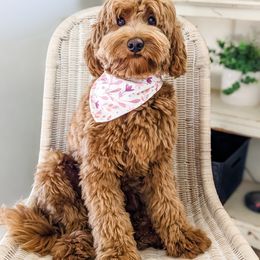 Goldendoodle Puppies from Mitten Doodles