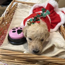 Adora - Apricot female Poodle puppy in Mobile, Alabama from Semmy’s Standard Poodle LLC
