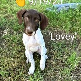Lovey AKC  "S.T.A.R Puppy" - German Shorthaired Pointer