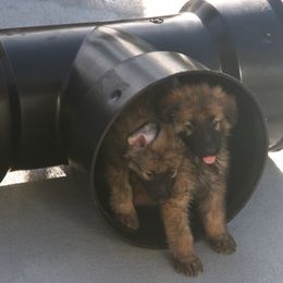 Shiloh Shepherd Puppies from Solace Shilohs