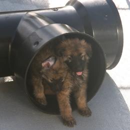 Shiloh Shepherd Puppies from Solace Shilohs
