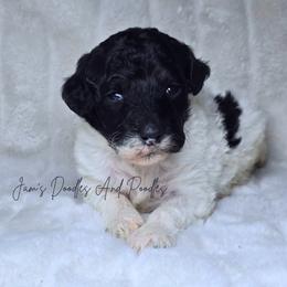 Boy 5 - male Poodle puppy in Cleveland, Georgia from Jam's Doodles And Poodles