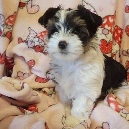 Caspian - Parti Yorkshire Terrier puppy in Clarksburg, Indiana from Hidden Gems Parti Yorkies
