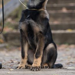 German Shepherd Puppies from Zwinger Vom Rabenauge