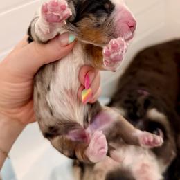 Male - Tri-color male Bernedoodle puppy in Salt Lake County, Utah from Coco Avenue Pups