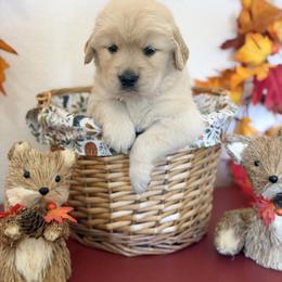 Mr Blue - Golden male Golden Retriever puppy in Overton, Nevada from Sinfully Sweet Kennel