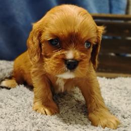 Eden - Ruby female Cavalier King Charles Spaniel puppy in Sabetha, Kansas from Apple Blossom Cavaliers