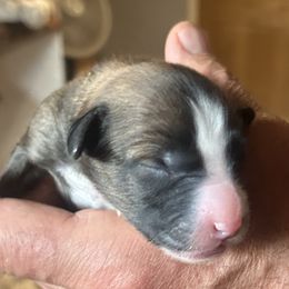 Willow 3 days old - Wheaten female Whoodle puppy in Crawford, Colorado from Saddle Mountain Doodles