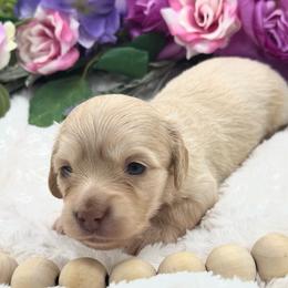 London - Cream female Dachshund puppy in Exeter, California from Sawtooth Miniature Dachshunds