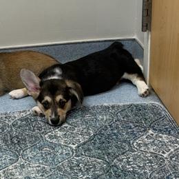 William - Black and tan male Pembroke Welsh Corgi puppy in Snellville, Georgia from Laur's Classic Corgis