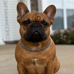 French Bulldog puppies from Fralala Frenchies