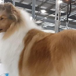 Shine - Collie