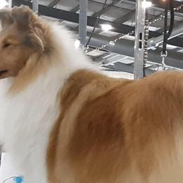Shine - Collie