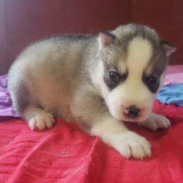Boy red (spots on his back) - Gray and white male Siberian Husky puppy in Mccool Junction, Nebraska from Sininger Lagoon