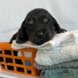 Roma - Black and cream female Dachshund puppy in Chandler, Arizona from Vonaducci Doxies, LLC.