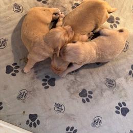 Golden Retriever puppies from Mejimo