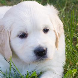 Golden Retrievers from Bethany Hills Goldens