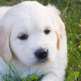 Golden Retrievers from Bethany Hills Goldens