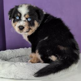 Remi3Boy3- BMM,Long,AKC,OFAs,Genetics - Blue merle male Australian Shepherd puppy in South Hill, Virginia from Silverside Aussies LLC