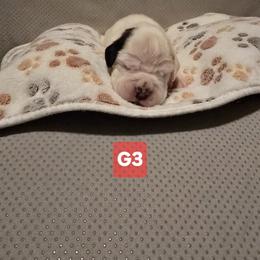 Girl 3 - White female Boxer puppy in Leland, North Carolina from Ocean Breeze Boxers