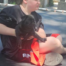 Beauty - Black female Pug puppy in Tuscola, Illinois from Dream on puppies