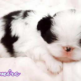 Japanese Chin Puppies from Mystike Japanese Chin