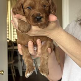 Boy 1 - Red male Cavapoo puppy in Youngsville, North Carolina from Blackberry Hill Doodles