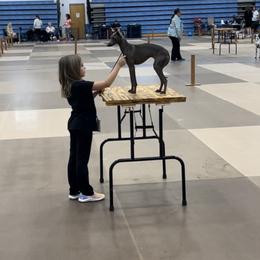 Italian Greyhound and Miniature Pinscher All Grown Up from White Stone Ranch