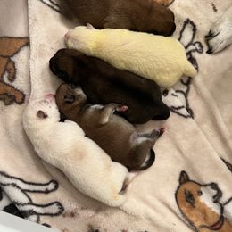 Shiba Inu puppies from Hillsdale Shiba Inu