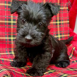 Molly - Black brindle female Scottish Terrier puppy in San Diego (Jamul), California from Lee Valley Scotties