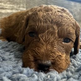 Leo - Red  male Poodle puppy in Camden, Michigan from Pawfect Companions