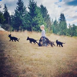 German Shepherd Puppies from Rose Valley German Shepherds