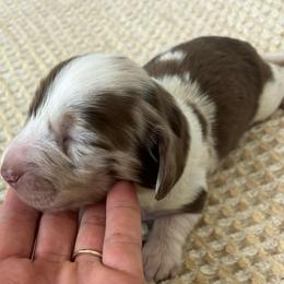 Cowboy - Dapple male Dachshund puppy in Nephi, Utah from Wild West Weens