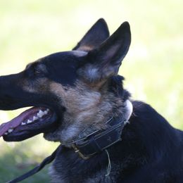 Lucy - German Shepherd