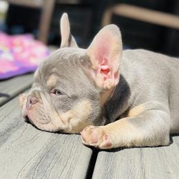 French Bulldog Puppies from MadCity Frenchies
