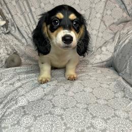 Violet - Piebald female Dachshund puppy in Norman, Oklahoma from Country Chapel Dachshunds