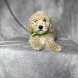 Penny's Green Collar Male - male Goldendoodle puppy in Piedmont, South Carolina from The Farm at Saluda Ridge