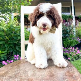 Lover - Phantom male Goldendoodle puppy in Springfield, Ohio from D&D Doodles