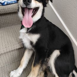 Australian Shepherd and Miniature Australian Shepherd Puppies from Integrity Aussies Tx