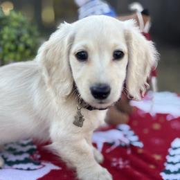 Ghost - Dachshund