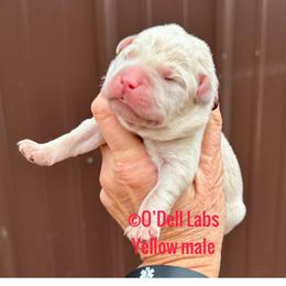 Stocking - Yellow male Labrador Retriever puppy in Sullivan, Missouri from O’Dell Labs