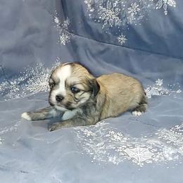 Boy S3 - Grizzle male Lhasa Apso puppy in Norman, Oklahoma from Steve's Puppies