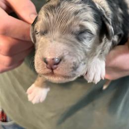 Gray Merle boy - Blue male Pyredoodle puppy in Prescott, Washington from Washington Pyredoodles